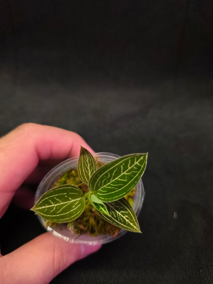 Ludisia Offdiscolor Alba #04
