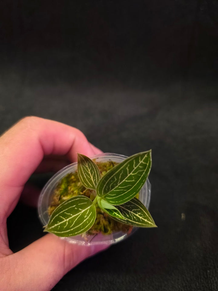 Ludisia Offdiscolor Alba #04