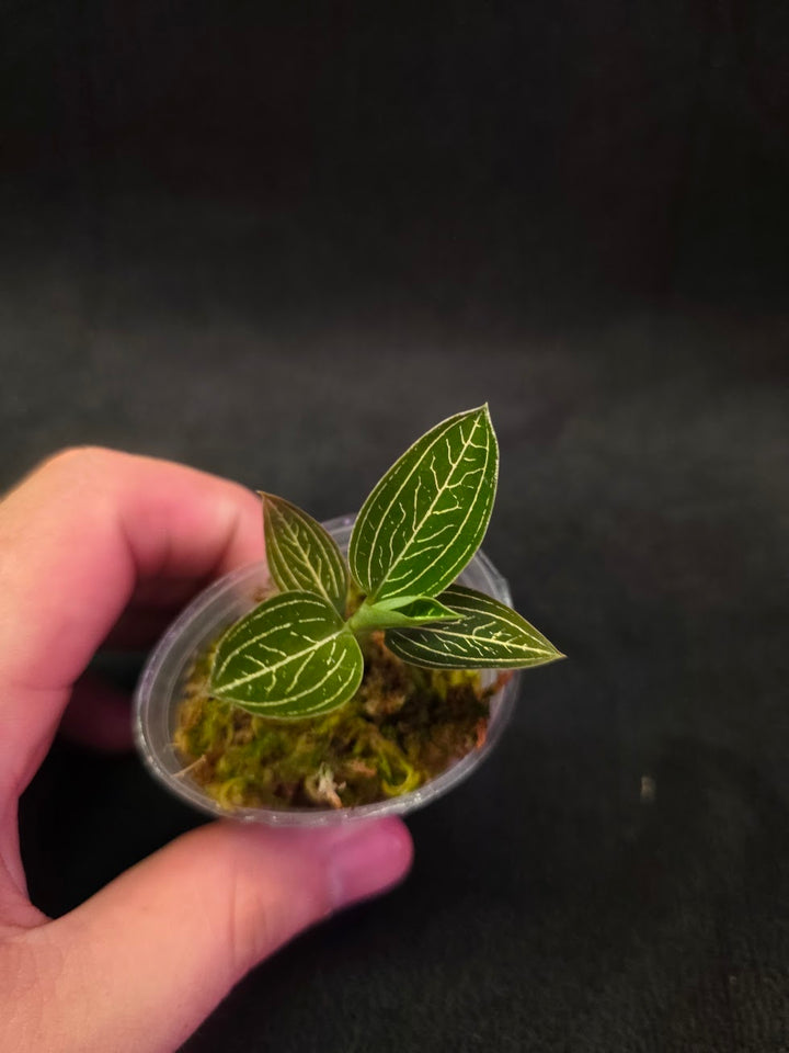 Ludisia Offdiscolor Alba #04