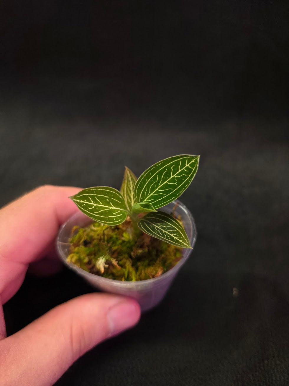 Ludisia Offdiscolor Alba #04