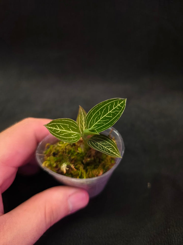 Ludisia Offdiscolor Alba #04