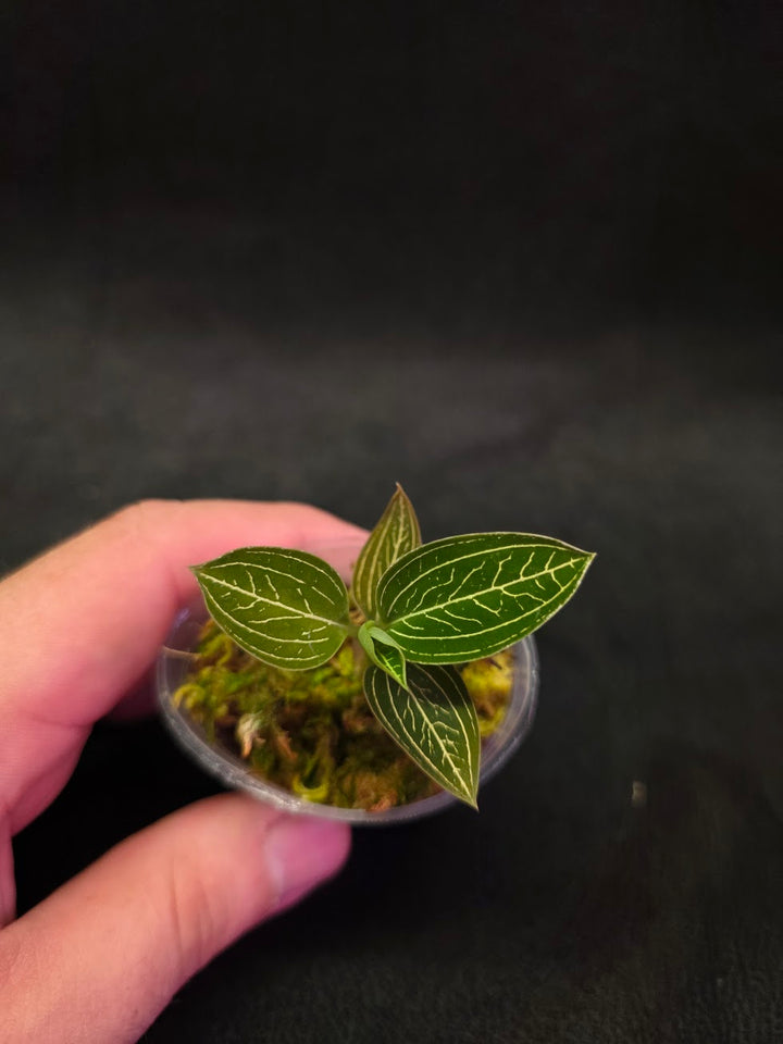 Ludisia Offdiscolor Alba #04
