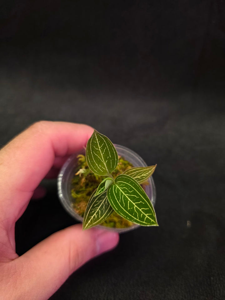 Ludisia Offdiscolor Alba #04