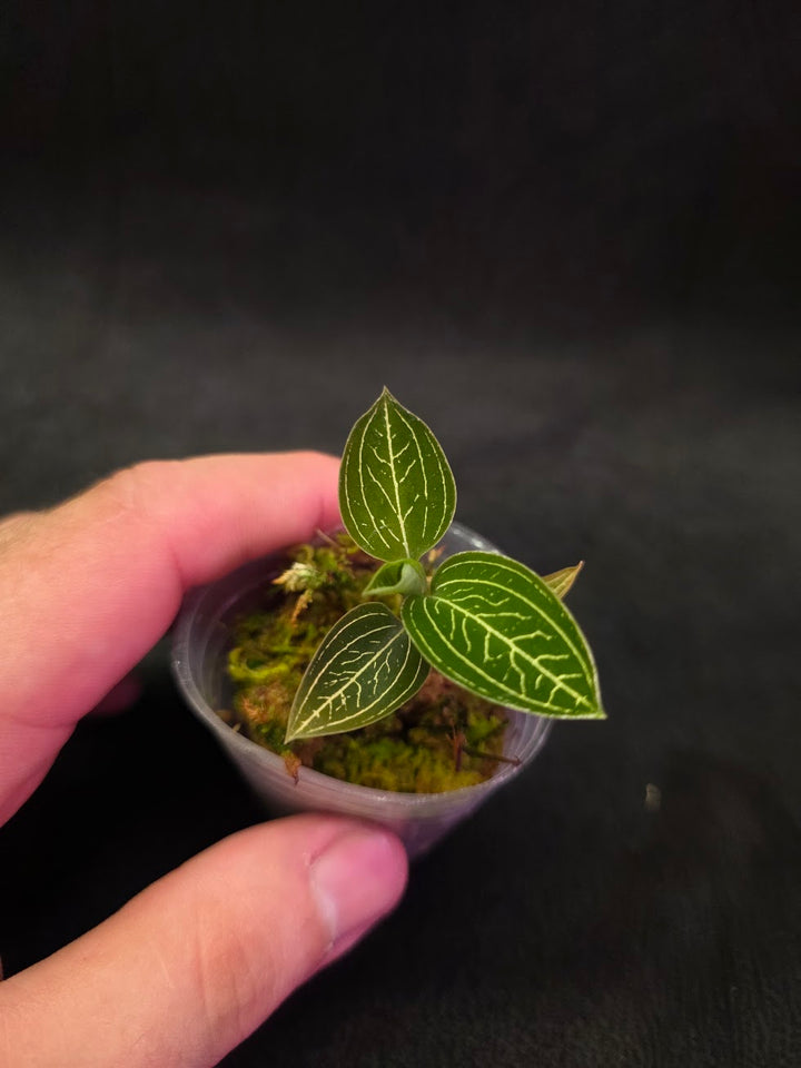 Ludisia Offdiscolor Alba #04