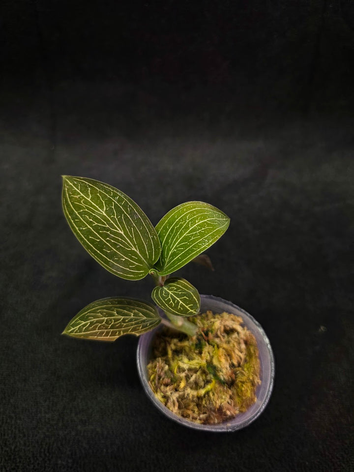 Ludisia Offdiscolor Alba #05