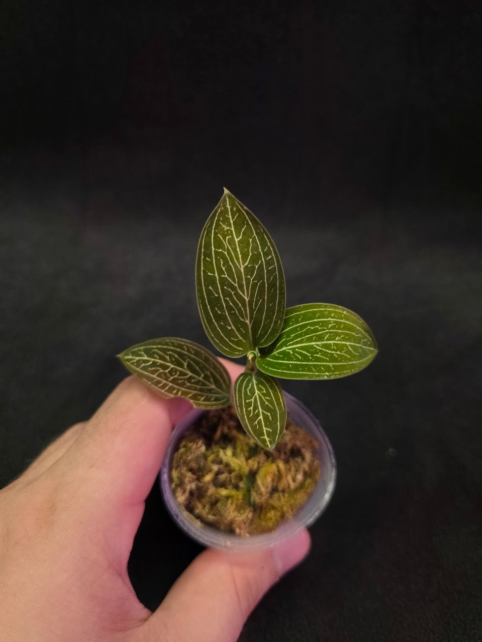 Ludisia Offdiscolor Alba #05