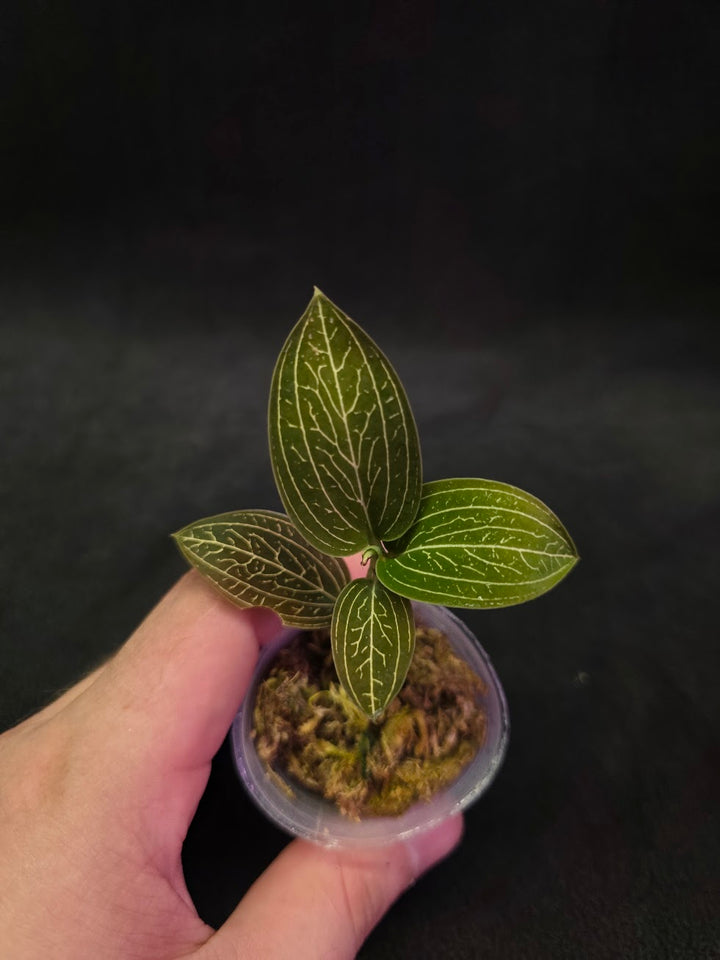 Ludisia Offdiscolor Alba #05