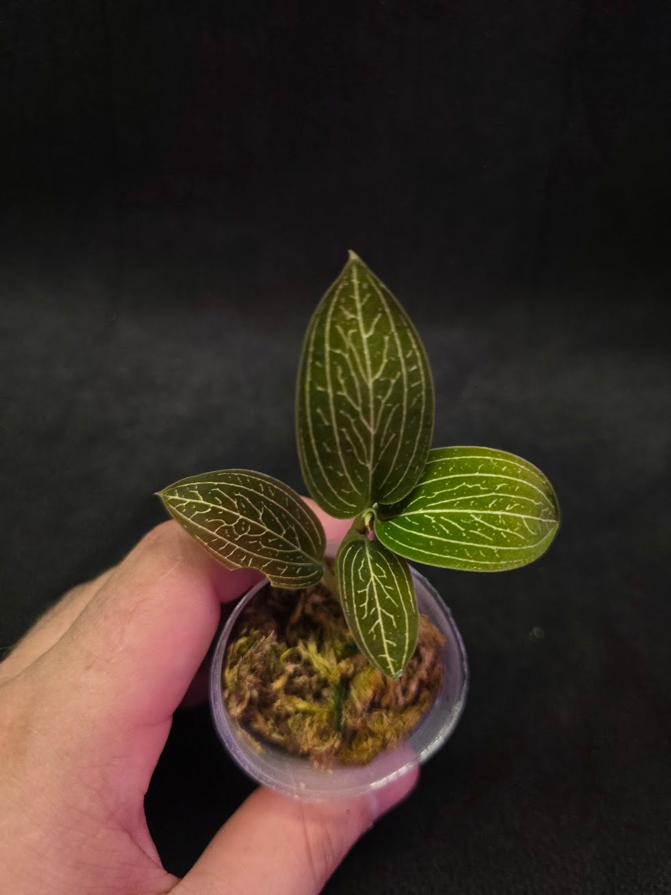 Ludisia Offdiscolor Alba #05