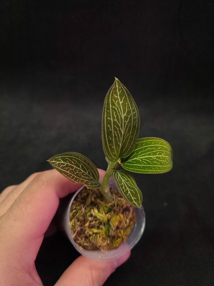 Ludisia Offdiscolor Alba #05