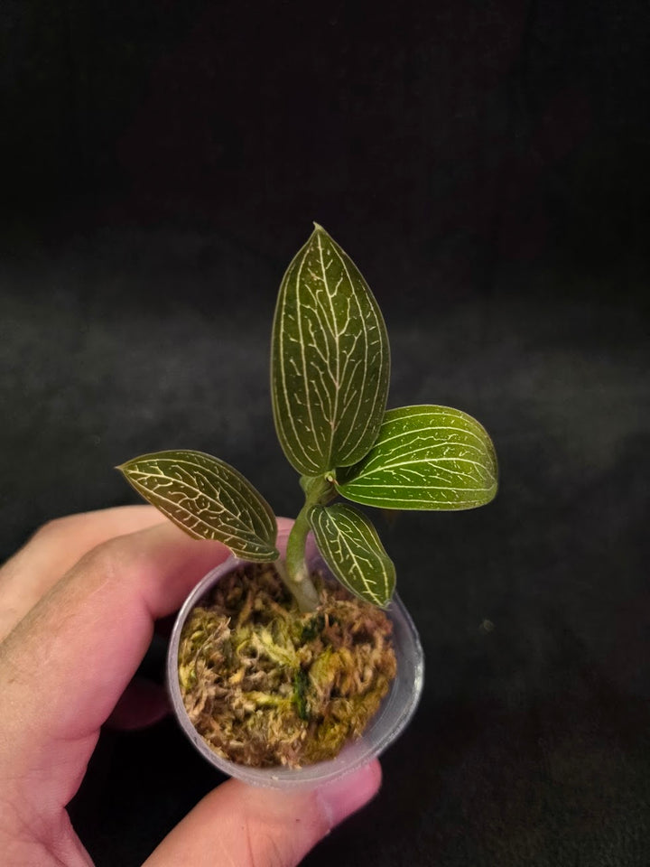 Ludisia Offdiscolor Alba #05
