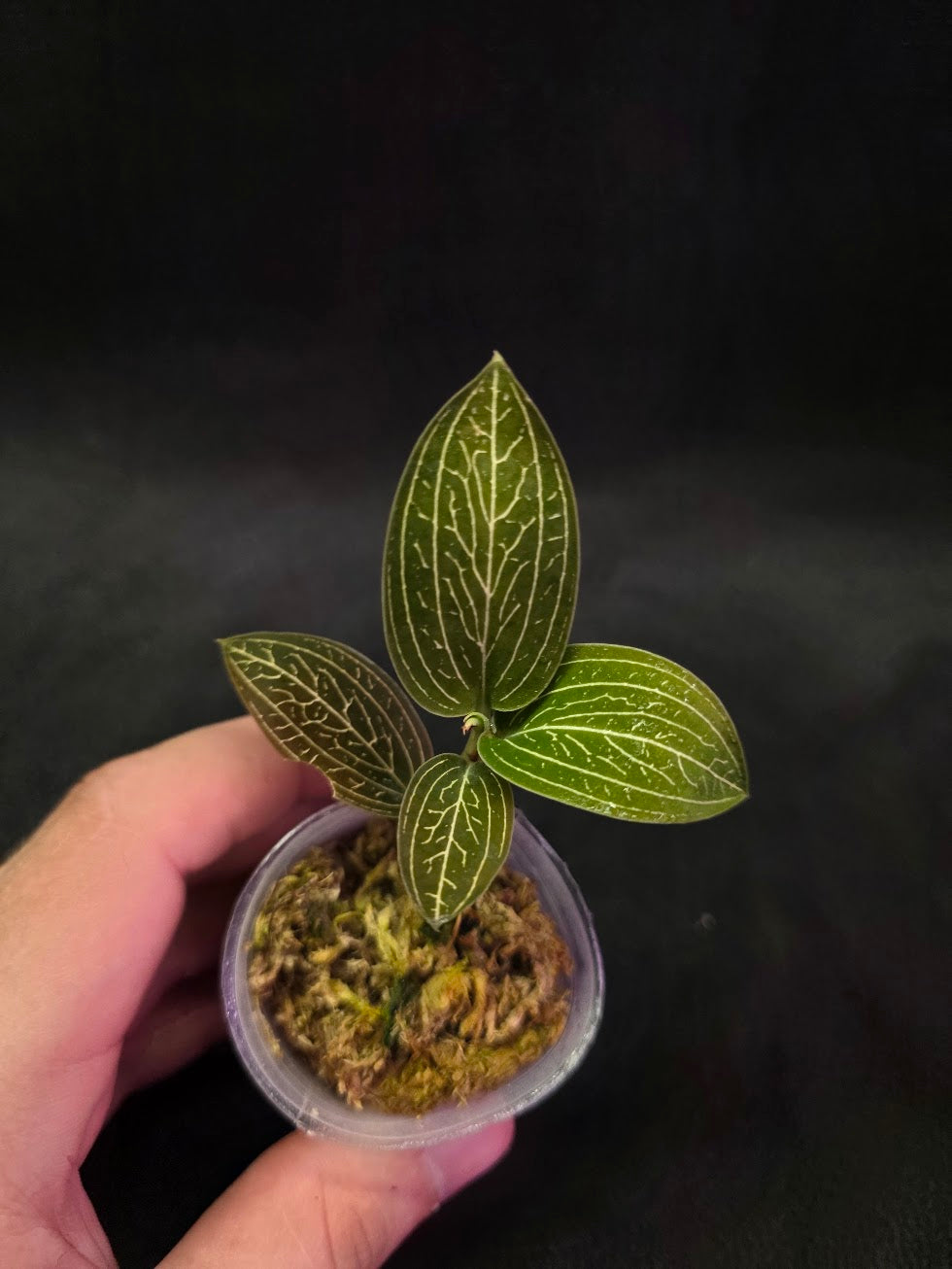 Ludisia Offdiscolor Alba #05