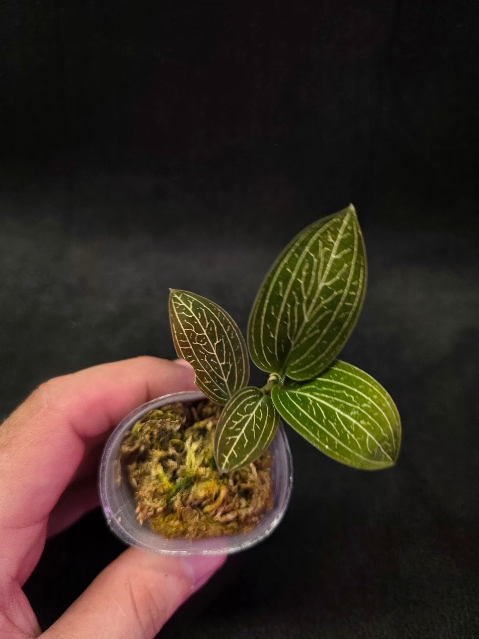Ludisia Offdiscolor Alba #05