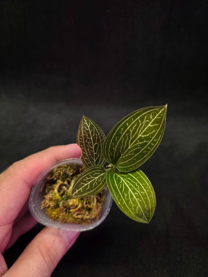Ludisia Offdiscolor Alba #05