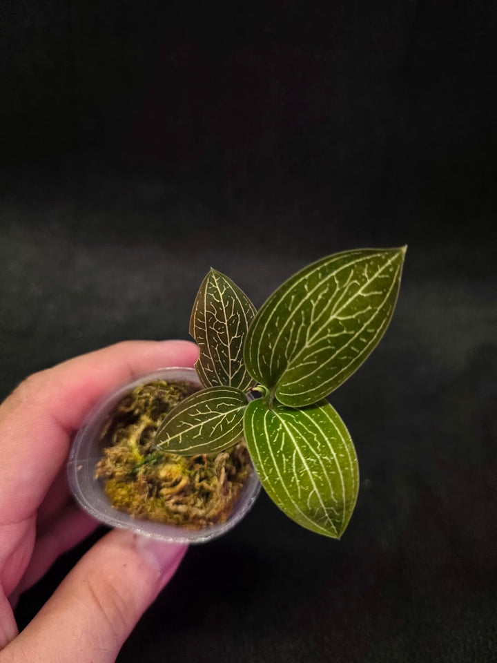 Ludisia Offdiscolor Alba #05
