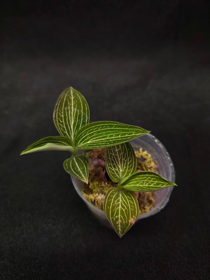 Ludisia Offdiscolor Alba #06
