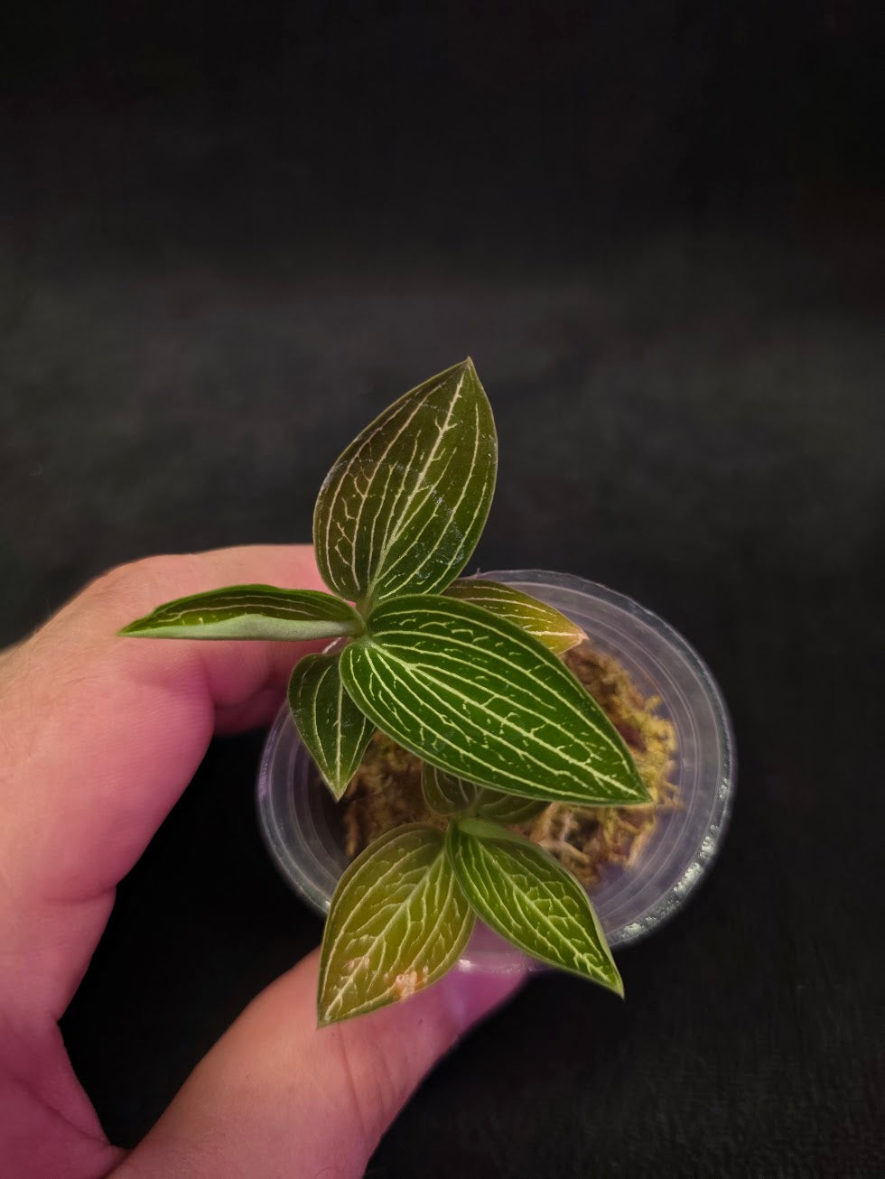 Ludisia Offdiscolor Alba #06