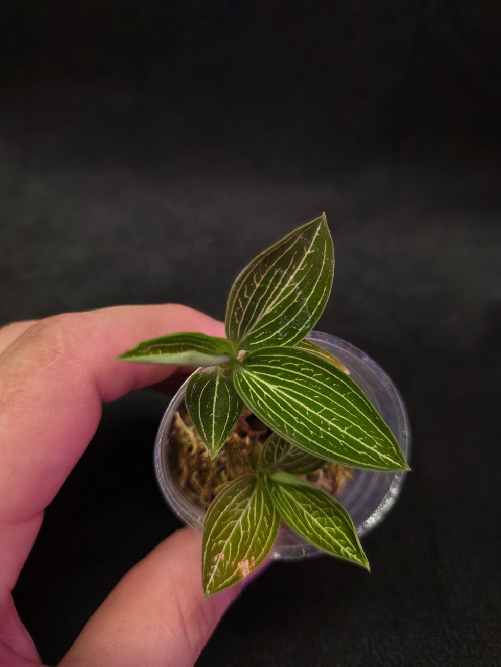 Ludisia Offdiscolor Alba #06