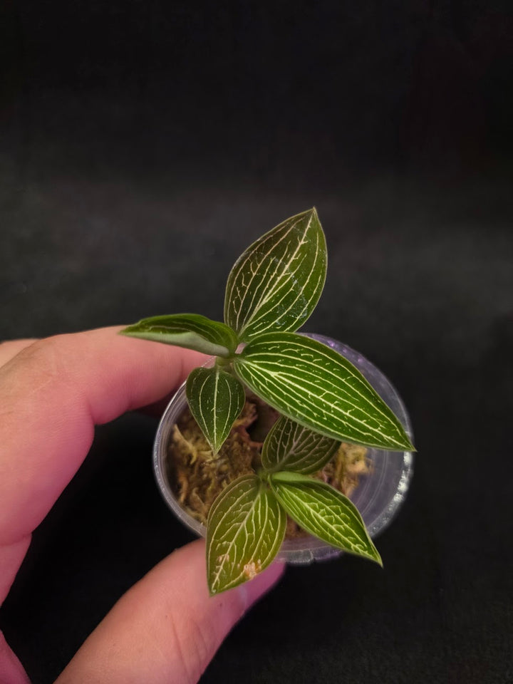 Ludisia Offdiscolor Alba #06
