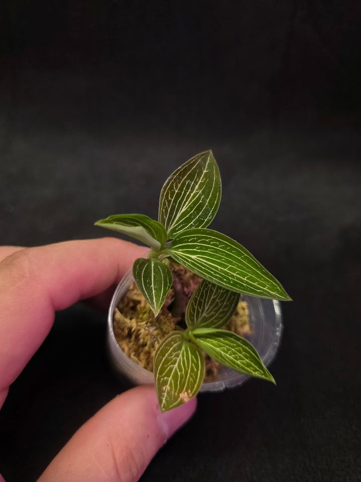Ludisia Offdiscolor Alba #06