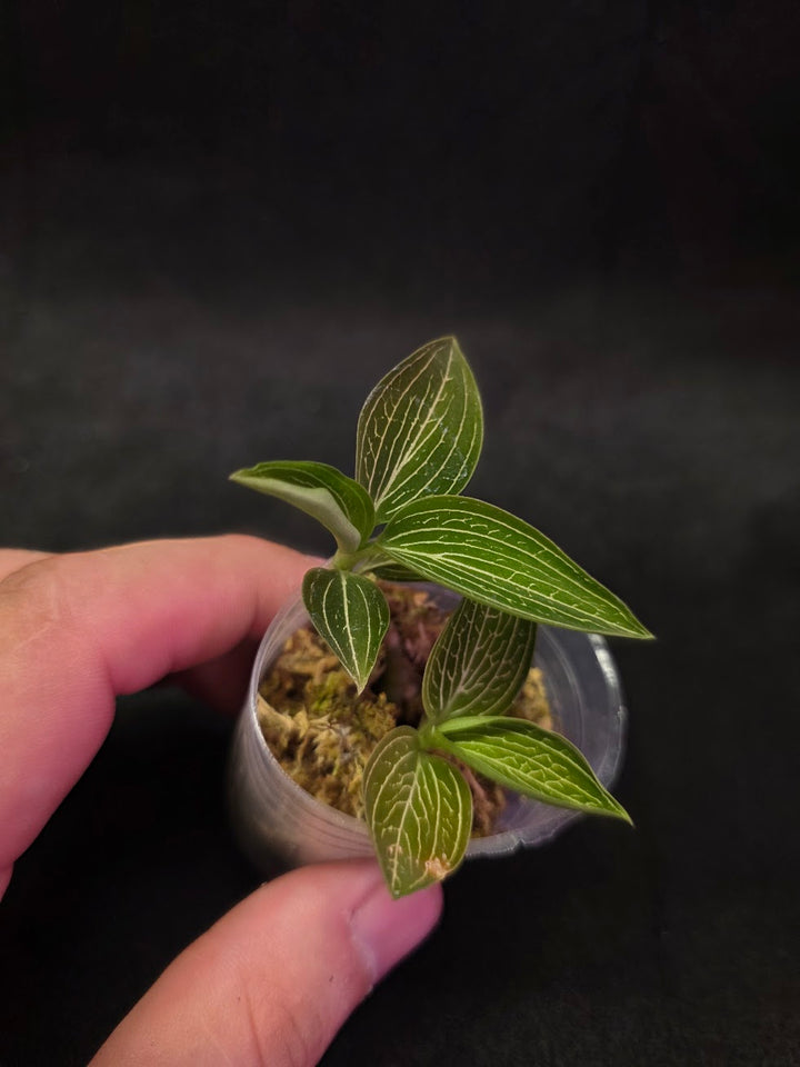 Ludisia Offdiscolor Alba #06