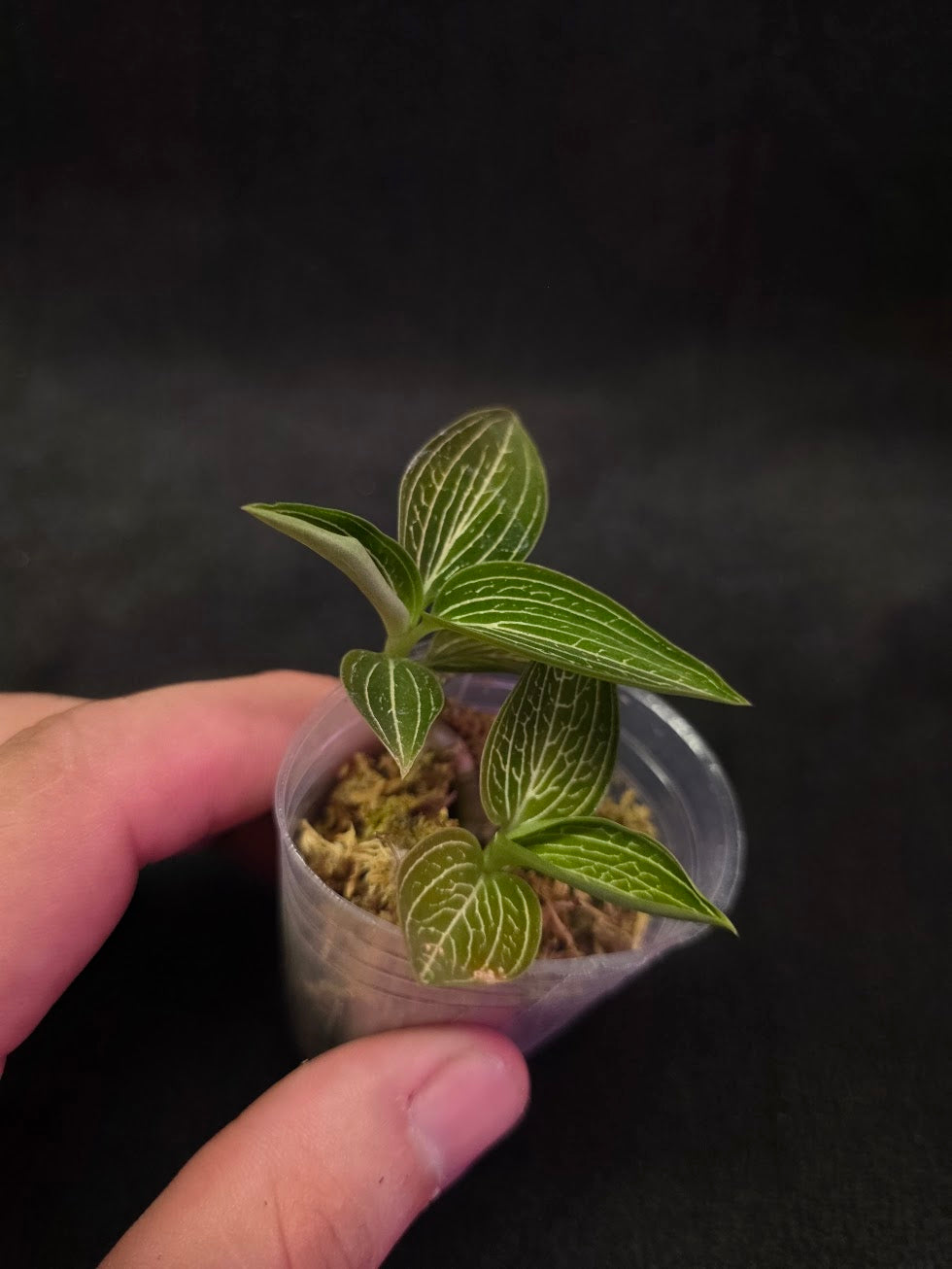 Ludisia Offdiscolor Alba #06