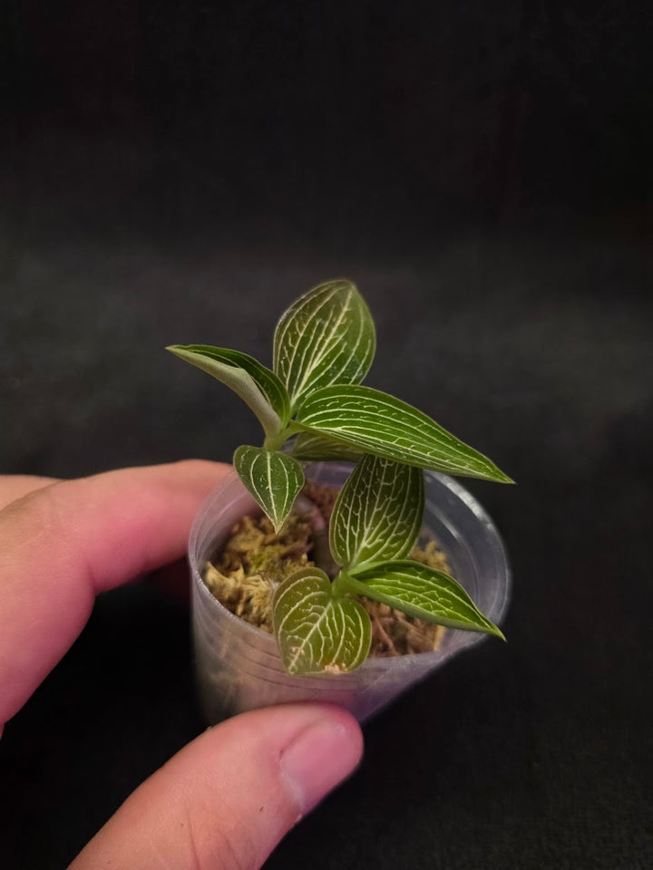 Ludisia Offdiscolor Alba #06