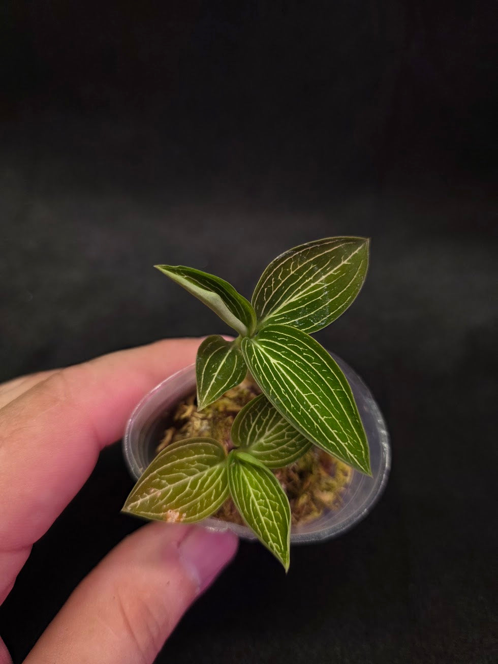 Ludisia Offdiscolor Alba #06