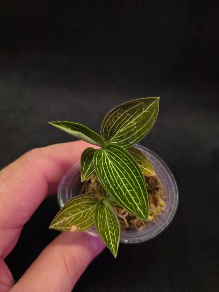 Ludisia Offdiscolor Alba #06