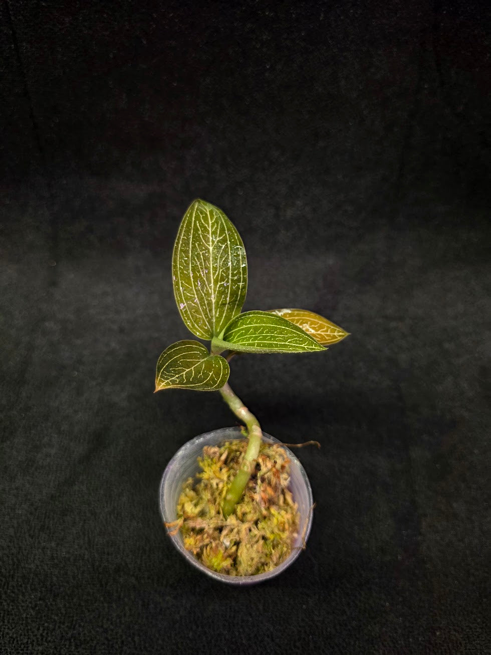 Ludisia Offdiscolor Alba #07