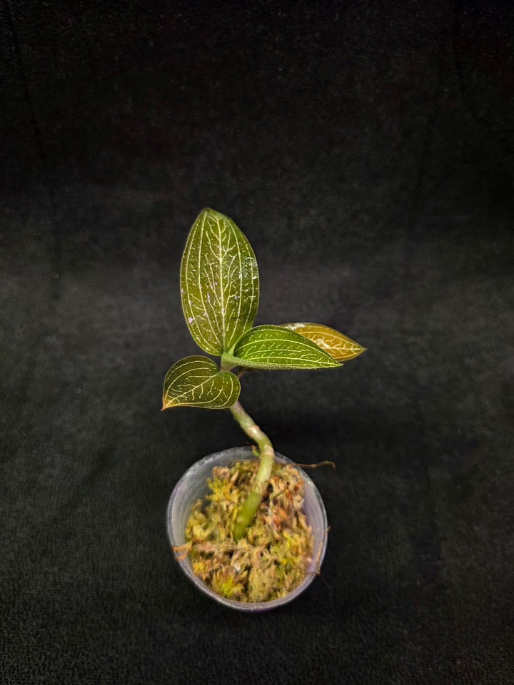 Ludisia Offdiscolor Alba #07