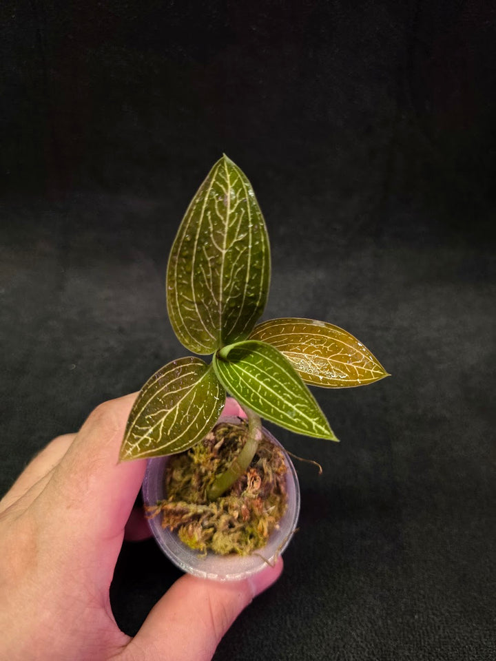 Ludisia Offdiscolor Alba #07
