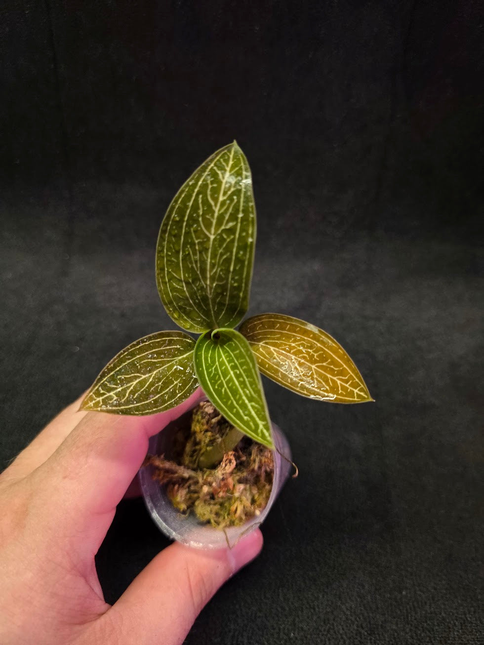 Ludisia Offdiscolor Alba #07