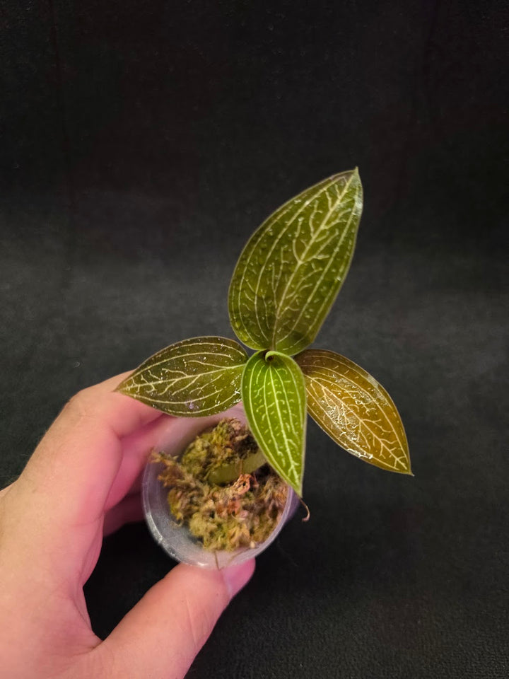 Ludisia Offdiscolor Alba #07