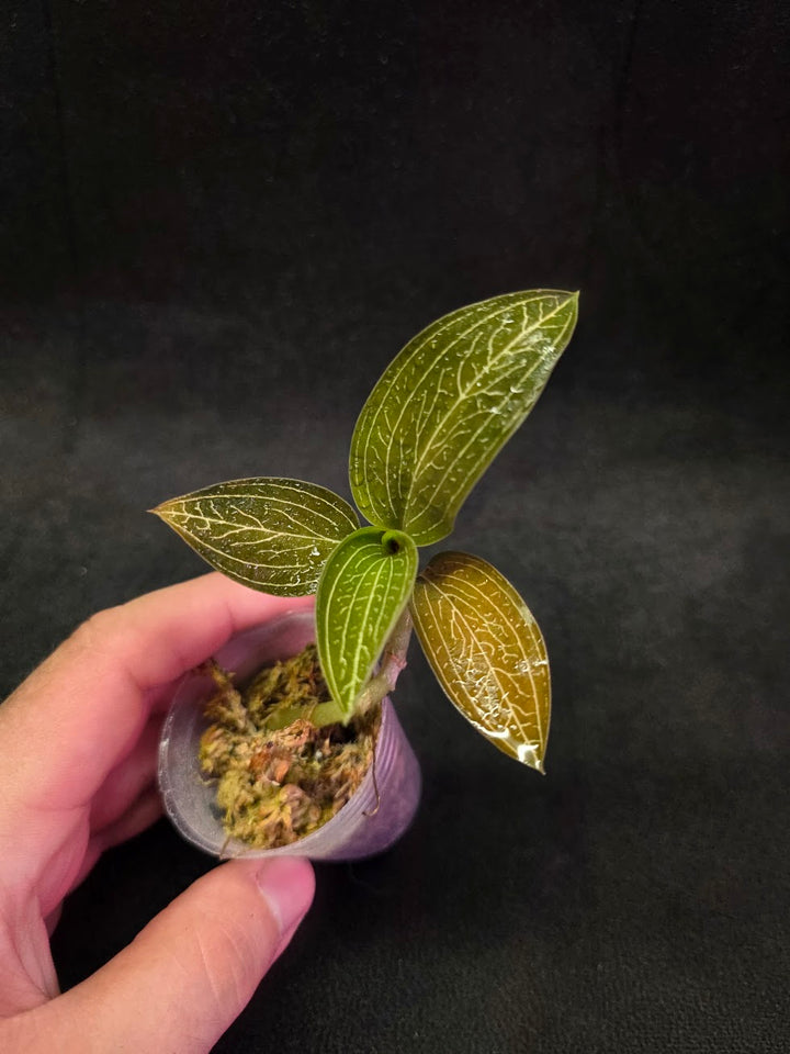 Ludisia Offdiscolor Alba #07