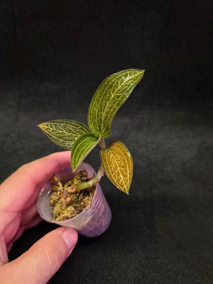 Ludisia Offdiscolor Alba #07