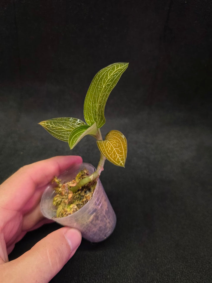 Ludisia Offdiscolor Alba #07