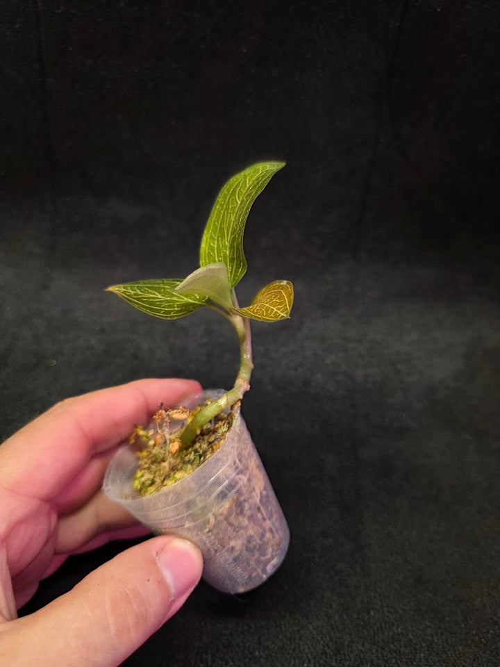 Ludisia Offdiscolor Alba #07