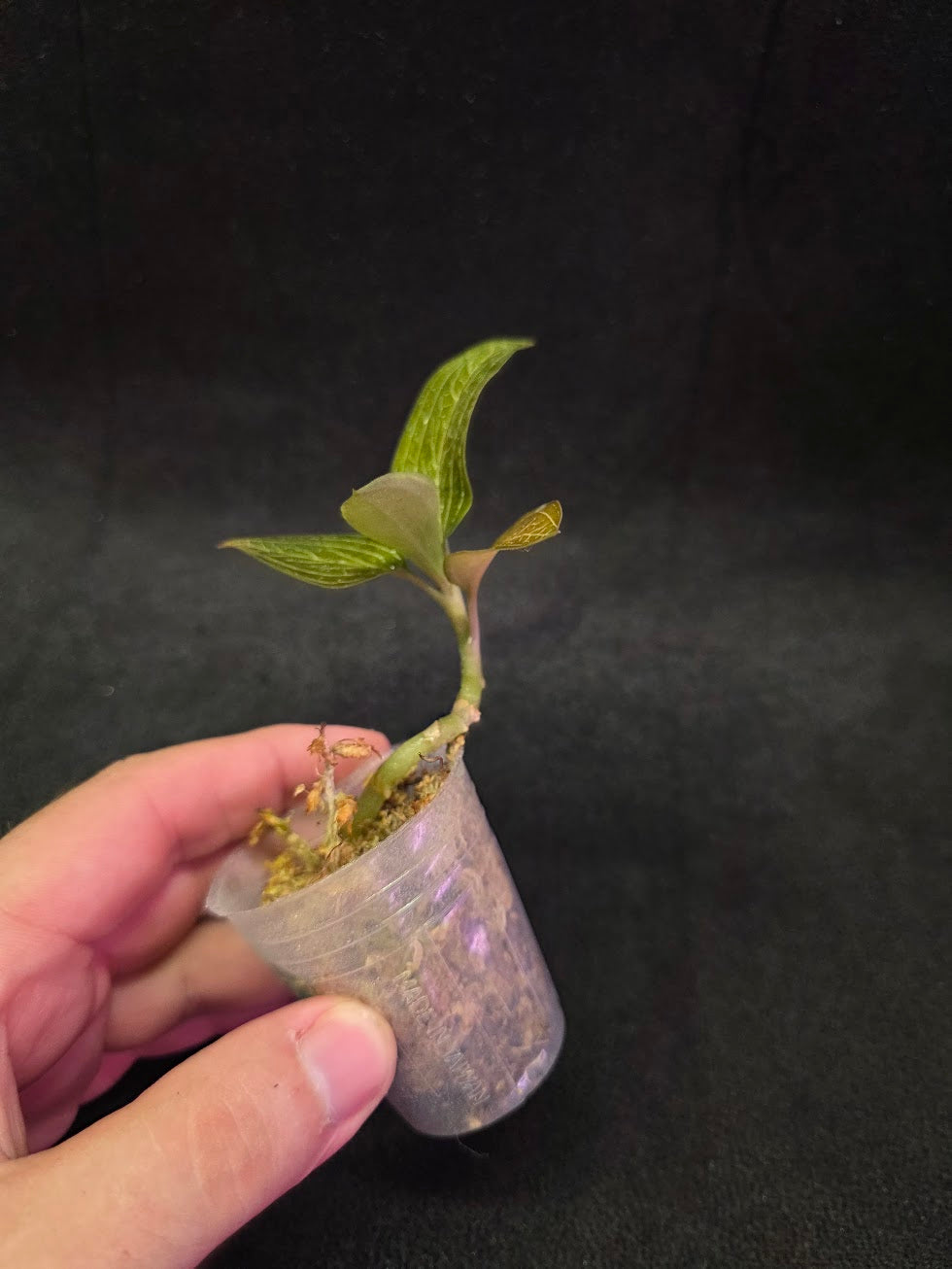 Ludisia Offdiscolor Alba #07