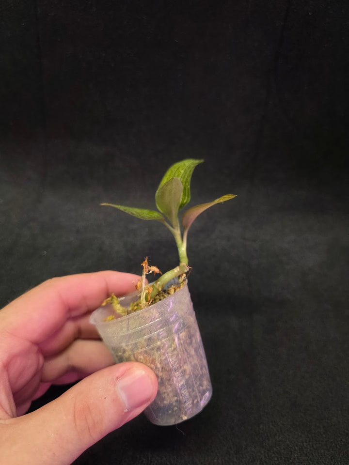 Ludisia Offdiscolor Alba #07
