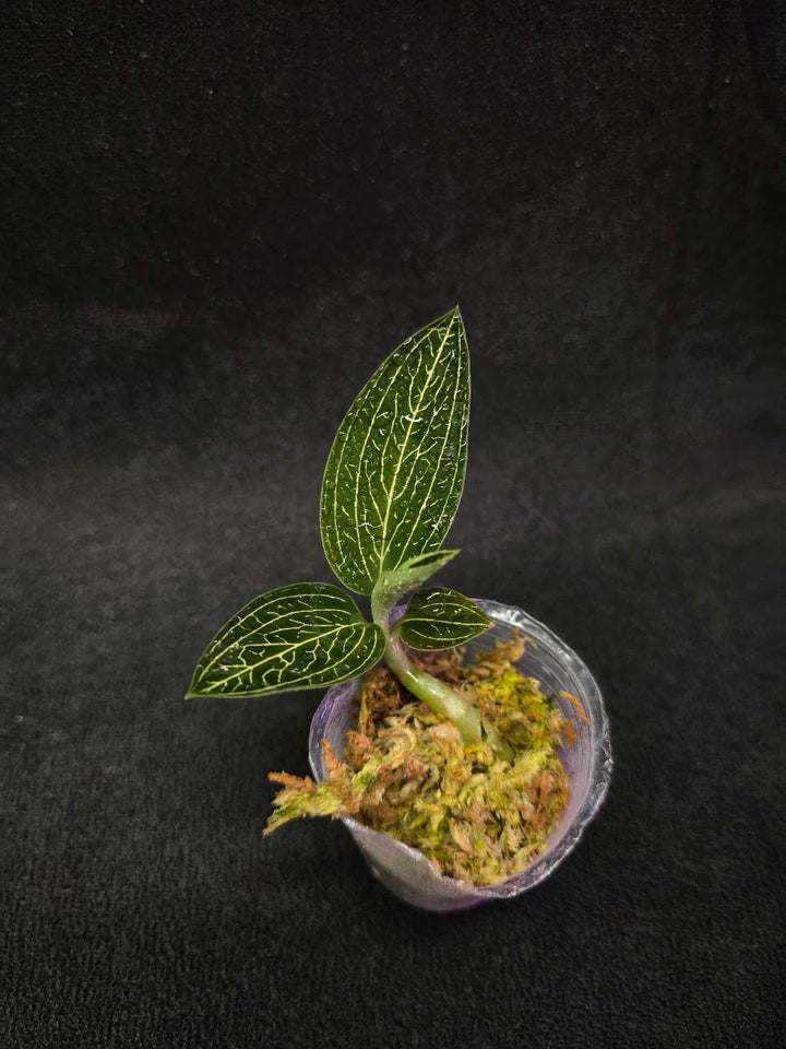 Ludisia Offdiscolor Alba #08