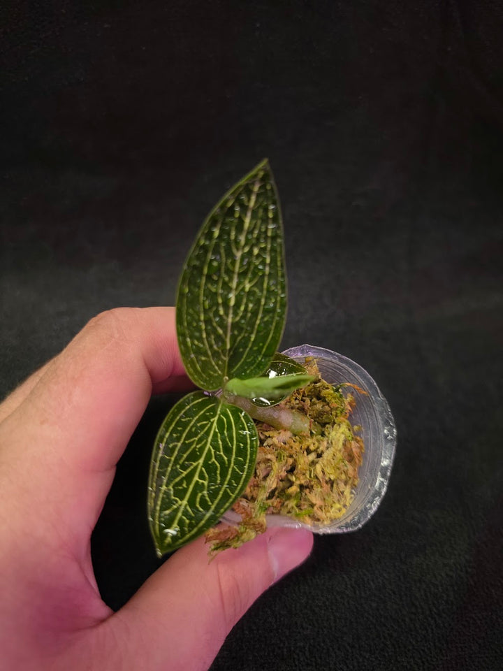Ludisia Offdiscolor Alba #08