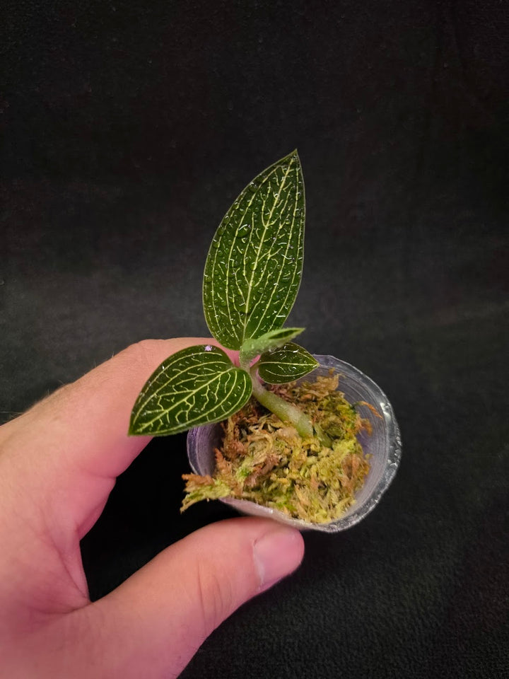Ludisia Offdiscolor Alba #08