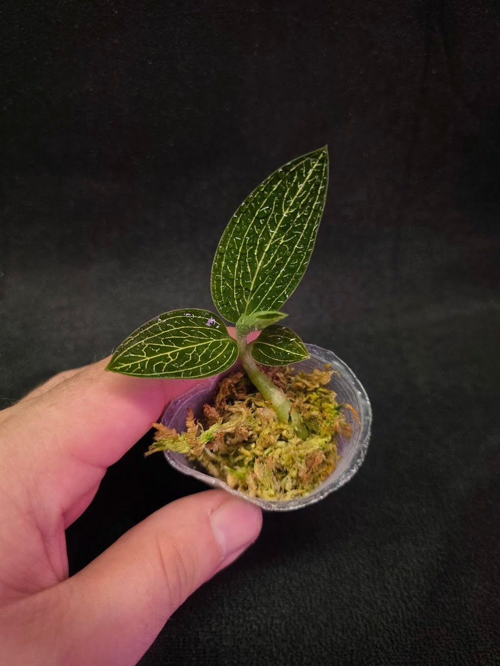 Ludisia Offdiscolor Alba #08