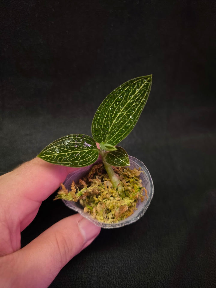 Ludisia Offdiscolor Alba #08