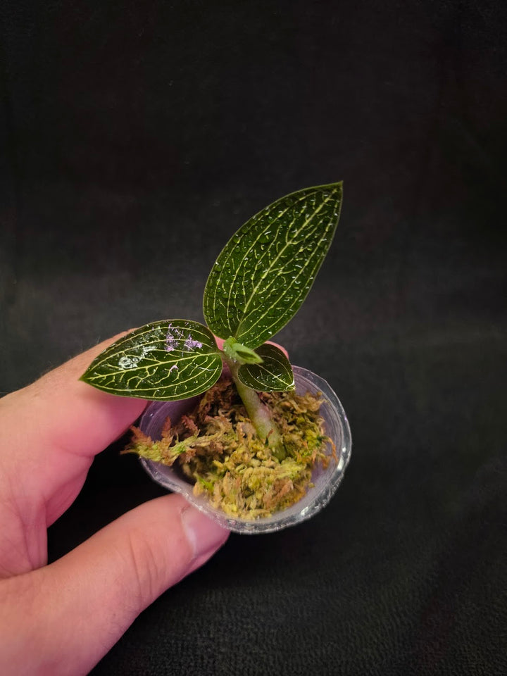 Ludisia Offdiscolor Alba #08