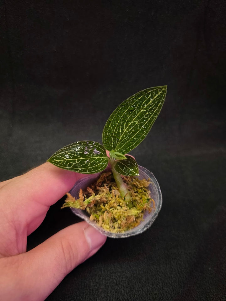 Ludisia Offdiscolor Alba #08