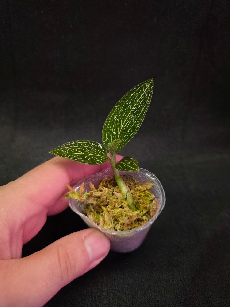 Ludisia Offdiscolor Alba #08