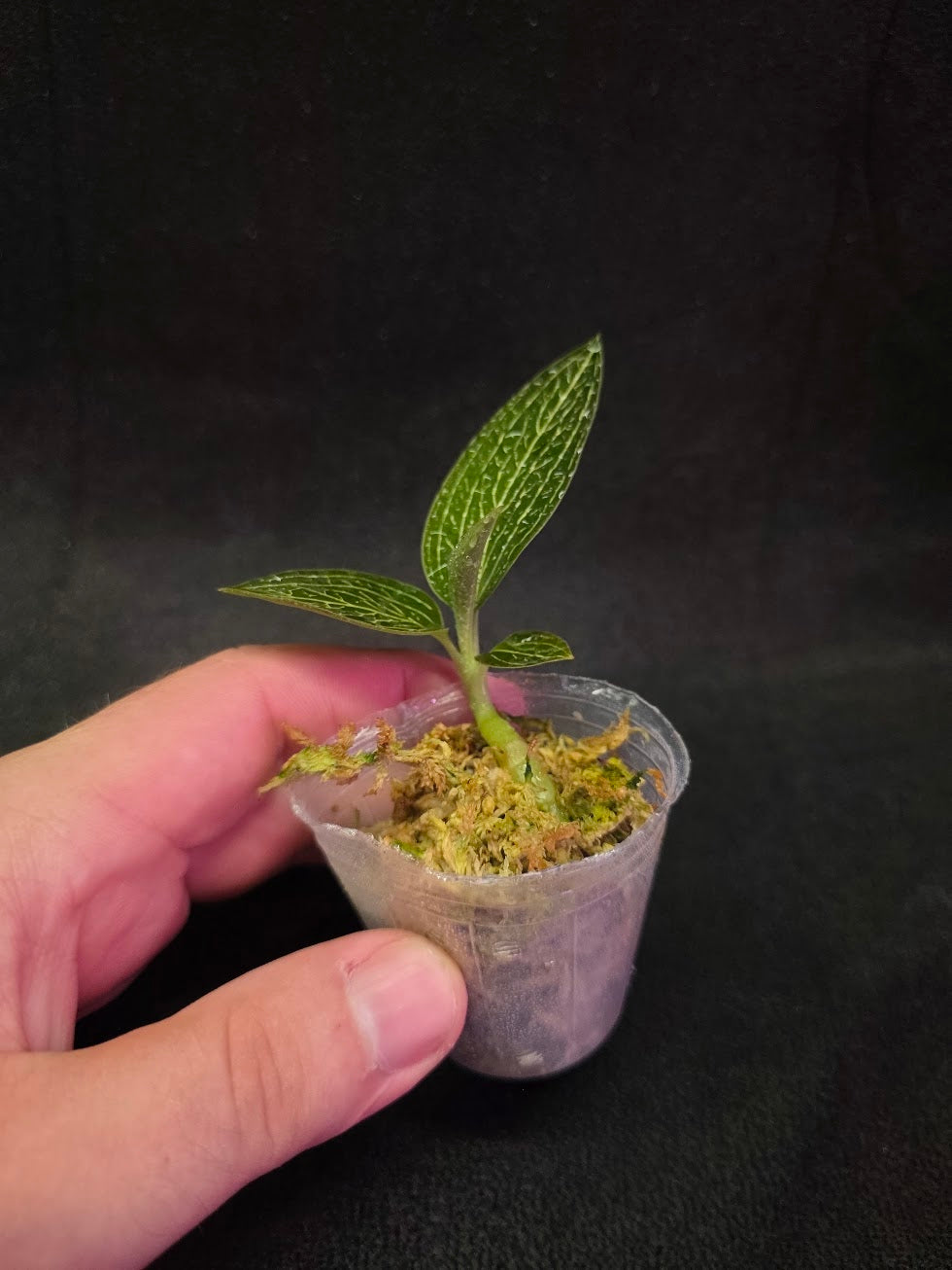 Ludisia Offdiscolor Alba #08