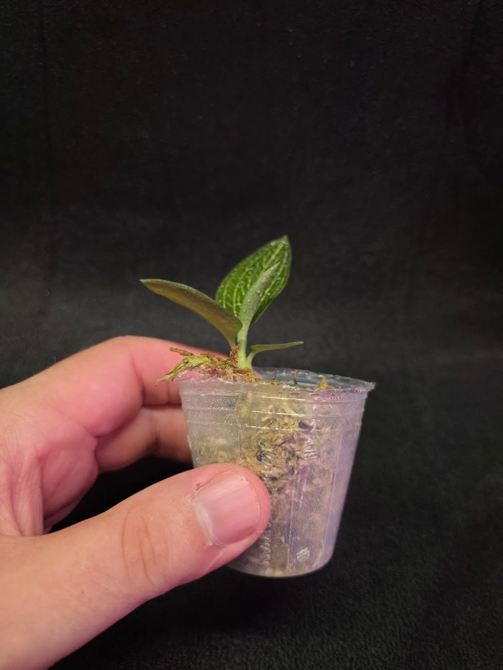Ludisia Offdiscolor Alba #08