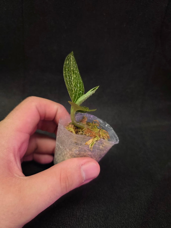 Ludisia Offdiscolor Alba #08